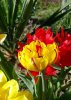 tulpen02.jpg